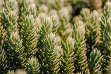 Kolombiya 'nın orta kesimindeki And Dağları' nın doğusunda Villa de Leyva kasabası yakınlarındaki bir bahçedeki bir taşrop sulu bitkisinin yakın plan fotoğrafı..