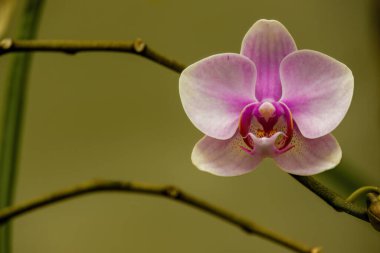 Kolombiya 'nın orta kesimindeki Villa de Leyva kolonisi yakınlarındaki bir çiftlikte yakalanan egzotik güve çiçeklerinin makro fotoğrafçılığı..