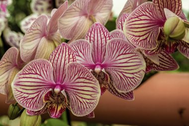 Kolombiya 'nın orta kesimindeki Villa de Leyva kolonisi yakınlarındaki bir çiftlikte yakalanan egzotik güve çiçeklerinin makro fotoğrafçılığı..