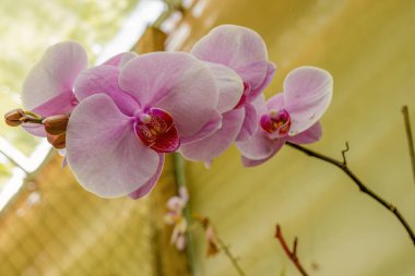 Kolombiya 'nın orta kesimindeki Villa de Leyva kolonisi yakınlarındaki bir çiftlikte yakalanan egzotik güve çiçeklerinin makro fotoğrafçılığı..