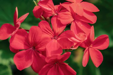 Orta Kolombiya 'nın doğu Andean dağlarındaki bir bahçede öğleden sonra güneşiyle aydınlatılan kırmızı sardunya çiçeklerinin yakın çekim görüntüleri. 