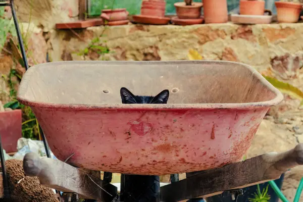 Orta Kolombiya 'daki sömürge kasabası Villa de Leyva yakınlarındaki bir çiftliğin serasında pembe bir el arabasının içinden dışarı bakan siyah ve beyaz bir kedinin kulakları..