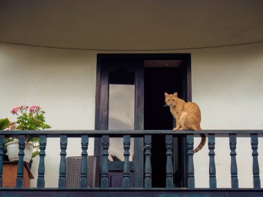 Kolombiya 'nın orta kesimindeki sömürge kasabası Villa de Leyva' nın bir evinde, neredeyse boş bir balkonun ahşap korkuluğunda oturan kızıl bir kedi..