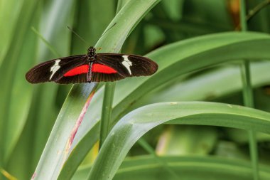 Orta Kolombiya 'daki sömürge kasabası Villa de Leyva yakınlarındaki bir bahçede, uzun yaprakların üzerinde dinlenen egzotik sarı bir kelebeğin görüntüsü..