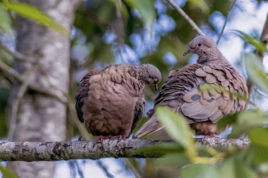 Orta Kolombiya 'nın doğu And Dağları' ndaki bir orman dalında sabahları kendilerini tımar eden bir çift kumrunun görüntüsü..