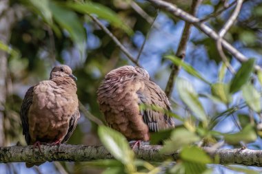 Orta Kolombiya 'nın doğu And Dağları' ndaki bir orman dalında sabahları kendilerini tımar eden bir çift kumrunun görüntüsü..