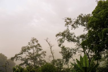 Orta Kolombiya 'nın doğu And Dağları' nın üzerine sabah erken saatlerde yoğun bir sis çökmeden önce ormanın bir kısmını görmek..