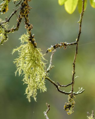 Litenlerle kaplanmış Cotoneaster dalları ve sabah güneşiyle aydınlatılan örümcek ağları Orta Kolombiya 'daki sömürge kasabası Villa de Leyva yakınlarındaki bir bahçede..