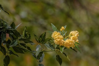 Bazı sarı bayan Banks gülleri, Kolombiya 'nın orta kesimindeki sömürge kasabası Villa de Leyva yakınlarındaki bir bahçede güneşin ışığını alıyor..  
