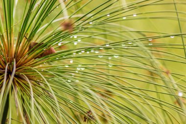 Kolombiya 'nın orta kesimindeki Villa de Leyva koloni kasabasının yakınlarındaki bir bahçede, üzerinde yağmur damlaları olan papirüs bitkisinin baharatlı sümüğünün yakın görüntüsü..