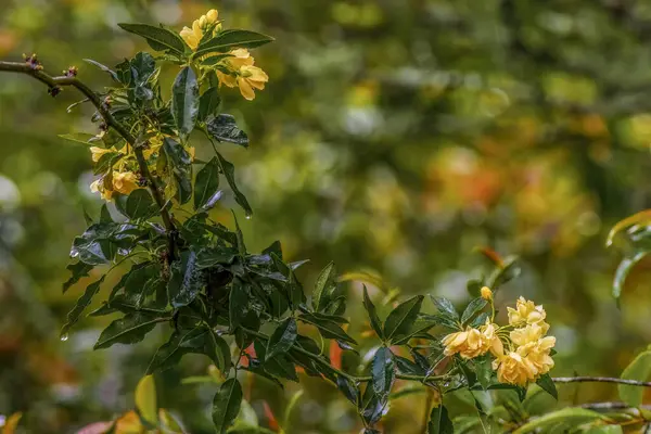Bazı sarı bayan Banks gülleri, Kolombiya 'nın orta kesimindeki sömürge kasabası Villa de Leyva yakınlarındaki bir bahçede güneşin ışığını alıyor..  