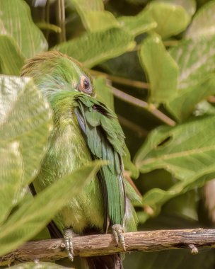 Beyaz boğazlı egzotik bir Toucanet sabahın erken saatlerinde Orta Kolombiya 'nın doğu And Dağları' ndaki bir ormanda eritrina edulis ağacının dalında kendini tımar ediyor..