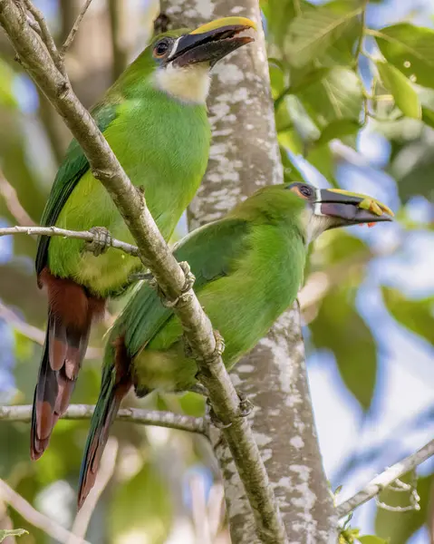 Bir çift egzotik beyaz boğazlı tukanet sabahın erken saatlerinde Orta Kolombiya 'nın doğu And Dağları' ndaki bir ormanda alder ağacının dalına tünemiş..