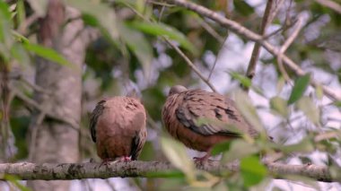 Orta Kolombiya 'nın doğu And Dağları' ndaki bir orman dalında sabahları kendilerini tımar eden bir çift kumrunun görüntüsü..
