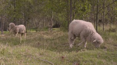 Günbatımında, Orta Kolombiya 'nın doğu Andean dağlarında bir çiftlikte, yaşlı bir ormanın yakınında koyun otluyor..