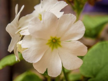 Orta Kolombiya 'nın doğu And Dağları' ndaki Villa de Leyva kasabası yakınlarındaki bir bahçede çekilen beyaz çuha çiçeğinin yakın plan fotoğrafı..