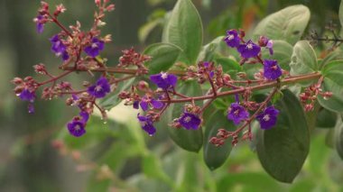 Kolombiya 'nın orta kesimindeki And Dağları' nın doğusundaki bir ormanda, yağmurun altında çiçeklerle dolu tropikal bir çalılığın dalı..