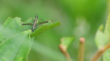 Orta Kolombiya 'nın doğu And Dağları' ndaki bir ormanda yaprağın üzerinde duran renkli çekirge maymununun üst görüntüsü..