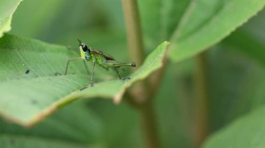 Orta Kolombiya 'nın doğu And Dağları' ndaki bir ormanda yaprağın üzerinde duran renkli bir çekirgenin yan görüntüsü..