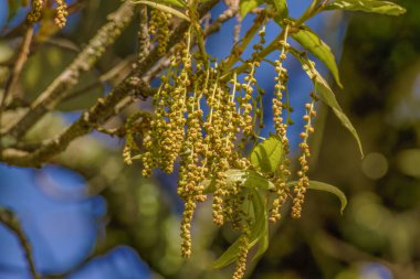 Kolombiya 'nın orta kesimindeki Andean dağlarında, Villa de Leyva kasabası yakınlarında, mavi gökyüzüne karşı güneşli bir sabahta asılı duran bazı Kolombiya meşe ağaçları görülüyor..