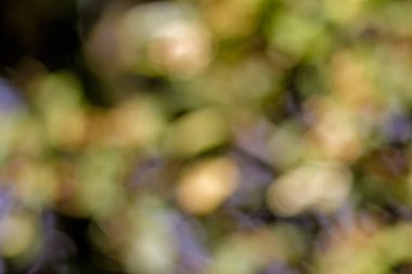 Kolombiya 'nın orta kesimindeki Andean dağlarında, Villa de Leyva kasabası yakınlarındaki bir çiftliğin bahçesindeki yapraklardan arındırılmış manzara..