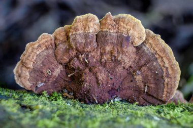 Orta Kolombiya 'nın doğu And Dağları' ndaki bir ormanda, yosun yatağında büyüyen bir hardal sarısı poliporanın makro fotoğrafı..