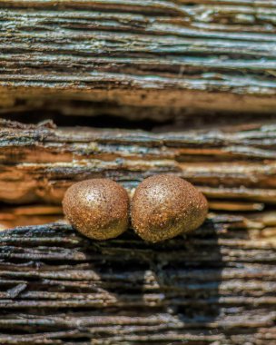 Orta Kolombiya 'nın doğu Andean dağlarında çürük bir kütüğün üzerinde büyüyen küçük kahverengi mantarların uç makro fotoğrafları..