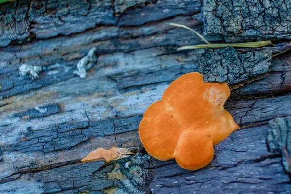 Orta Kolombiya 'nın doğu Andean dağlarında çürük bir kütüğün üzerinde büyüyen turuncu bir tarçınlı mantarın aşırı makro fotoğrafçılığı..