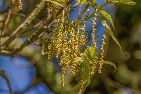 Kolombiya 'nın orta kesimindeki Andean dağlarında, Villa de Leyva kasabası yakınlarında, mavi gökyüzüne karşı güneşli bir sabahta asılı duran bazı Kolombiya meşe ağaçları görülüyor..