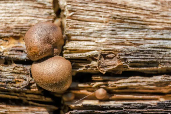 Orta Kolombiya 'nın doğu Andean dağlarında çürük bir kütüğün üzerinde büyüyen küçük kahverengi mantarların uç makro fotoğrafları..