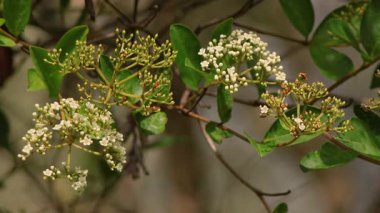 Egzotik viburnum triphyllum ağacının çiçekleri üzerlerinde bazı böcekler, rüzgar tarafından taşınırken, Orta Kolombiya 'nın doğu Andean dağlarında Iguaque doğal rezervi yakınlarındaki bir ormanda.