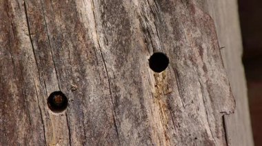 Orta Kolombiya 'nın doğu Andean dağlarında, Iguaque doğal rezervi yakınlarındaki bir çiftlikte, ahşap bir kirişin içindeki mükemmel yuvarlak bir delikten çıkan siyah bir yaban arısı..