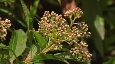 Orta Kolombiya 'nın doğu And Dağları' ndaki bir ormanda, güneşli bir sabah, böceklerin rüzgârla hareket ettiği bir Baccharis ağacının tomurcukları ve çiçekleri..