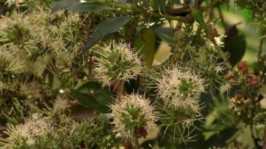 Arılar ve diğer böcekler egzotik gaiadendron punctatum çiçekleriyle besleniyor, Orta Kolombiya 'nın doğu Andean dağlarında, Iguaque doğal rezervi yakınlarındaki bir ormanda..