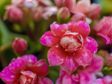 Kolombiya 'nın orta kesimindeki Andean dağlarında, Villa de Leyva kasabası yakınlarında, üzerinde yağmur damlaları olan küçük, alev alev yanan bir Katy çiçeğinin makro fotoğrafı..