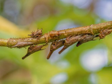 Orta Kolombiya 'nın doğu Andean dağlarında Iguaque doğal rezervi yakınlarındaki bir ormanda yakalanan bir sıra egzotik lantana ağaççısının makro fotoğrafları..