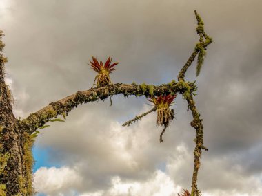 Orta Kolombiya 'nın doğu Andean dağlarında, Iguaque doğal rezervi yakınlarında, bulutlu bir gökyüzüne karşı, liken kaplı bir daldan sarkan iki tilland bitkisi..