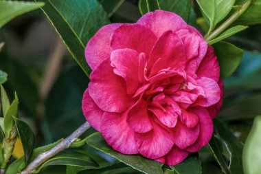 Kırmızı kamelya çiçeği çalıların derinliklerinde, Orta Kolombiya 'nın doğu Andean dağlarında bir bahçede, Iguaque doğal rezervi yakınlarında..