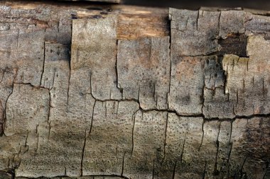 Çok kurumuş bir alder dalının çatlak kabuğu; Iguaque doğal rezervi yakınlarındaki Orta Kolombiya 'nın doğu Andean dağlarında bir çiftlikte ele geçirilen görüntüye odaklanmış..