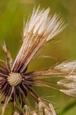 Üzerinde küçük yağmur damlaları olan yassı ot tohumu başı; Orta Kolombiya 'nın doğu Andean dağlarında Iguaque doğal rezervi yakınlarındaki bir çiftlikte ele geçirilen makrofotoğrafçılığa odaklanmış..