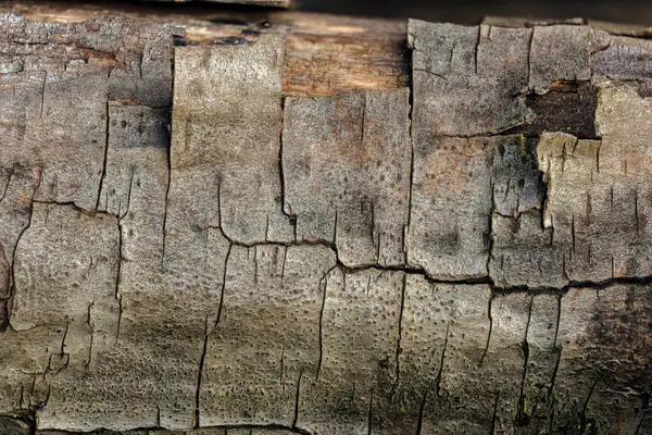 Çok kurumuş bir alder dalının çatlak kabuğu; Iguaque doğal rezervi yakınlarındaki Orta Kolombiya 'nın doğu Andean dağlarında bir çiftlikte ele geçirilen görüntüye odaklanmış..
