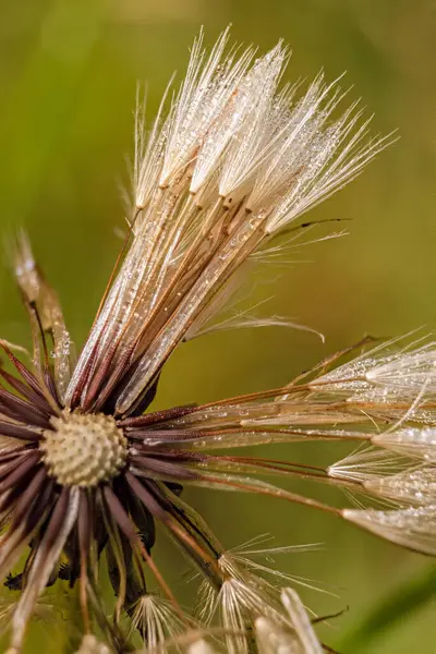 Üzerinde küçük yağmur damlaları olan yassı ot tohumu başı; Orta Kolombiya 'nın doğu Andean dağlarında Iguaque doğal rezervi yakınlarındaki bir çiftlikte ele geçirilen makrofotoğrafçılığa odaklanmış..