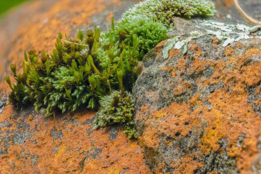 Sarı liken ve yeşil yosun bir kayanın üzerinde büyüyor; Iguaque doğal rezervi yakınlarındaki Orta Kolombiya 'nın doğu Andean dağlarında bir ormanda yakalanan makro fotoğrafçılığa odaklanıyor..
