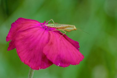 Kırmızı bir karanfil çiçeğinin üzerinde dinlenen küçük yeşil bir peygamber devesi Orta Kolombiya 'nın doğu Andean dağlarında Iguaque doğal rezervi yakınlarındaki bir çiftlikte çekilmiş makrofotoğrafçılık..