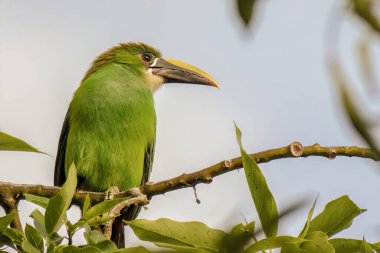 Orta Kolombiya 'nın doğu And Dağları' ndaki bir ormanda günbatımı ışığıyla aydınlatılan bir avokado ağacının üzerine tünemiş egzotik beyaz boğazlı bir tukan..