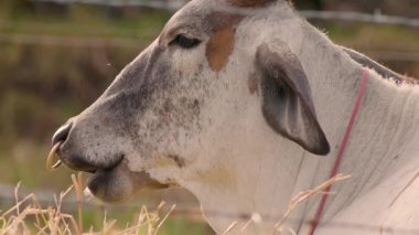 Gün batımında düşünen beyaz bir girdap ineği, Orta Kolombiya 'nın doğu Andean dağlarında, Iguaque doğal rezervi yakınlarındaki yakın çekim videosu..