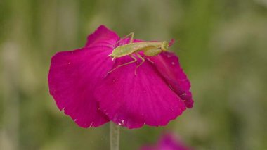 Kırmızı bir karanfil çiçeğinin üzerinde dinlenen küçük yeşil bir peygamber devesi Orta Kolombiya 'nın doğu Andean dağlarında Iguaque doğal rezervi yakınlarında bir bahçede yakalanan yavaş çekim klibi..