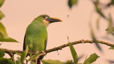 Avokado ağacına tünemiş egzotik, beyaz boğazlı bir Toucanet bir sinek yakalamaya çalışır ama başarısız olur. Orta Kolombiya 'nın And Dağları' nın doğusundaki bir ormanda yavaş çekim sekansı yakalanır..
