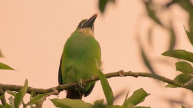 Avokado ağacına tünemiş egzotik, beyaz boğazlı bir Toucanet turuncu bir yemek topunu kusar ve gagasında saklar. Orta Kolombiya 'nın And Dağları' nın doğusundaki bir ormanda yakalanır..