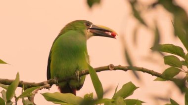 Avokado ağacına tünemiş egzotik, beyaz boğazlı bir Toucanet gagasında yiyecek topuyla uçar gider. Orta Kolombiya 'nın doğu Andean dağlarında bir ormanda yavaş çekim sekansı yakalanır..